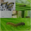 nymp polychloros larva1 volg